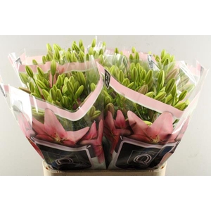 Li La Tirreno (rose)qual