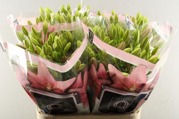 <h4>Li La Tirreno (rose)qual</h4>