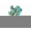 Chardon Blue