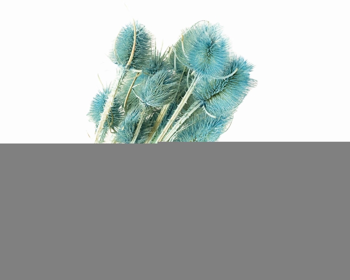 Chardon Blue