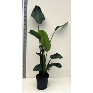 STRELITZIA NICOLAI
