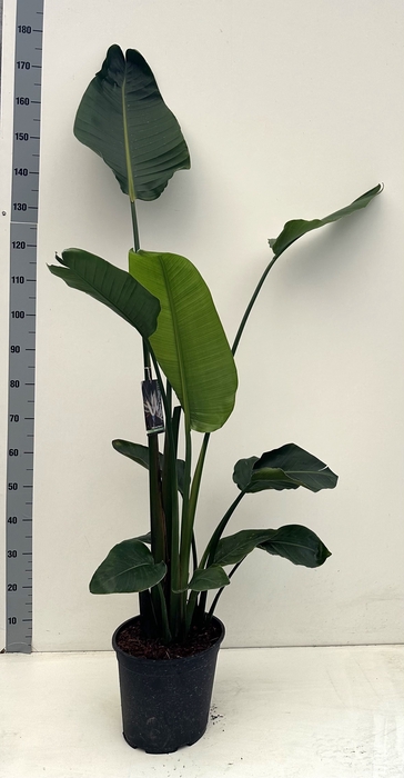 <h4>STRELITZIA NICOLAI</h4>