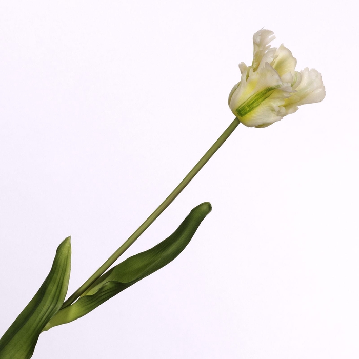 <h4>Tulip Parrot Cream FL440259CRM</h4>