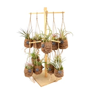 Opm Kokodama Birdsnest Display +16 Tillandsia Geme