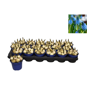 Bol op pot Muscari Carola 9cm zonder steeketiket