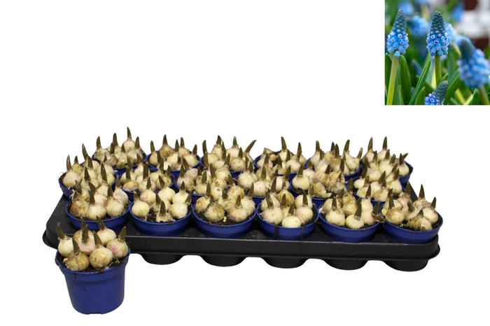 <h4>Bol op pot Muscari Carola 9cm zonder steeketiket</h4>