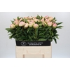 Paeonia Pink Giant