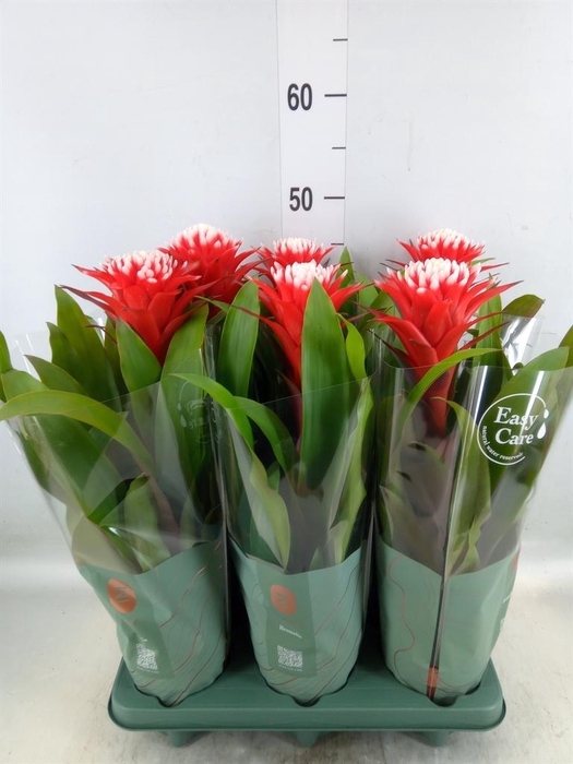 <h4>Guzmania  'Hope'</h4>