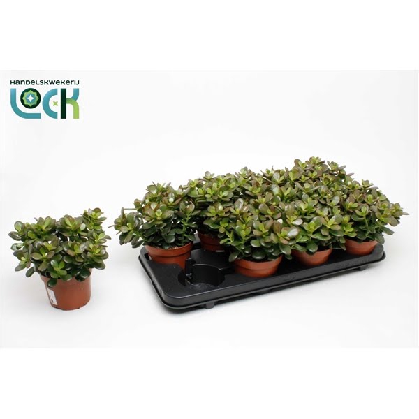 <h4>Crassula Minor</h4>