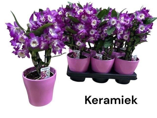 <h4>DEND NOBILE</h4>