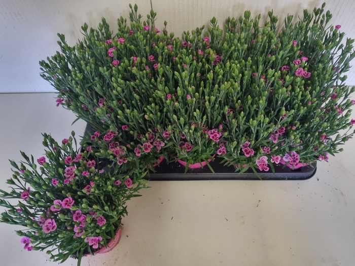 <h4>DIAN DI PINK KISSES</h4>