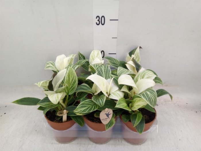 <h4>Philodendron 'Birkin'</h4>