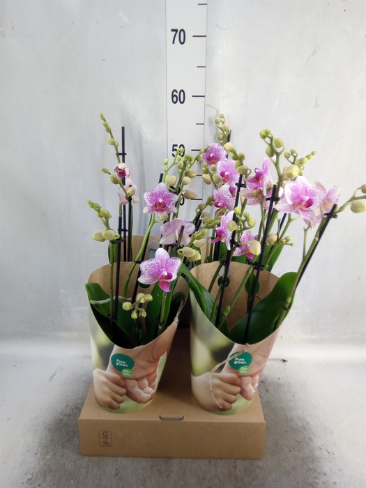 <h4>Phalaenopsis  'Ant Rotterdam'</h4>