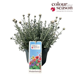 Rhodanthemum  'Casablanca'