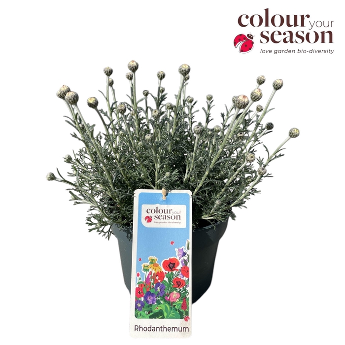 <h4>Rhodanthemum 'Casablanca'</h4>