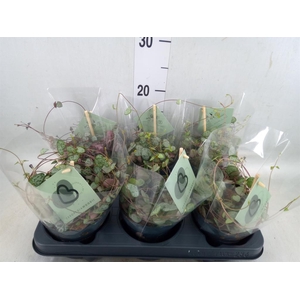 Ceropegia woodii ssp. woodii