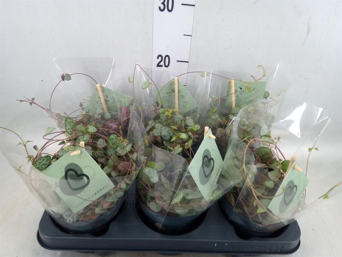 <h4>Ceropegia woodii ssp. woodii</h4>