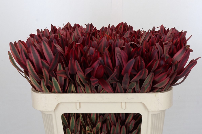 Leucadendron Jester