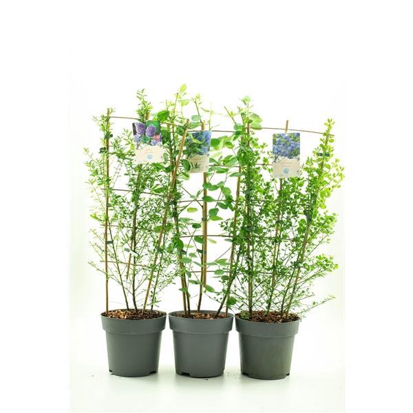 <h4>Ceanothus mix C7 REK</h4>