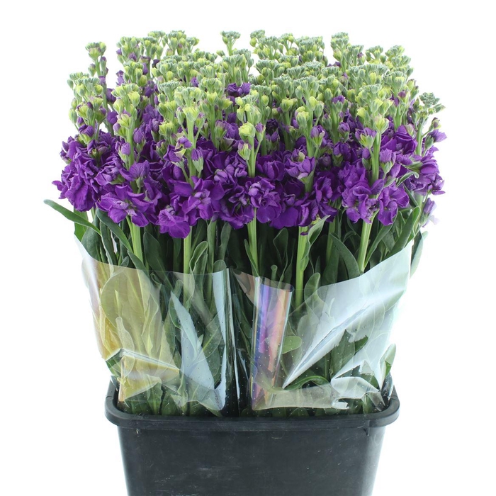 <h4>Matthiola Incana Purple</h4>