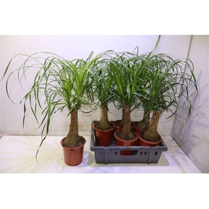 arr8 Beaucarnea Recur