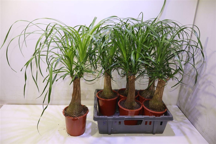 <h4>arr8 Beaucarnea Recur</h4>