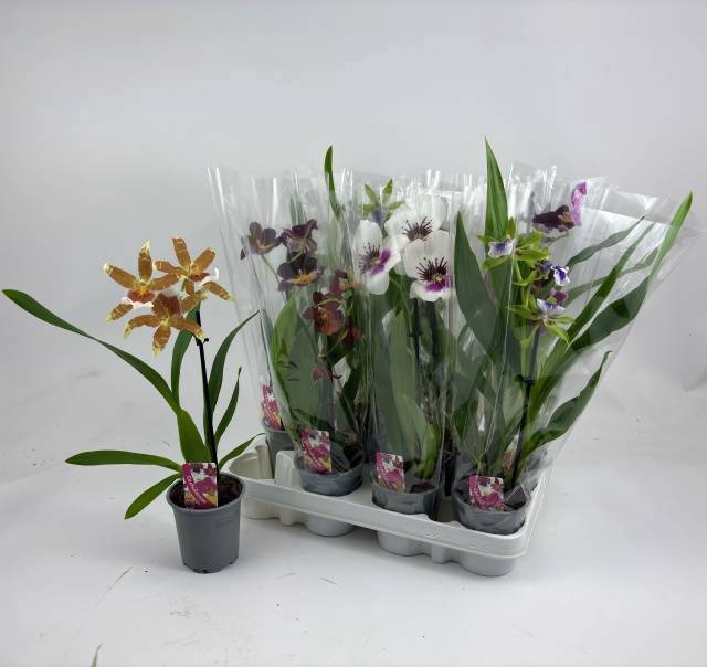 <h4>ORCHIDEEEN GEM</h4>