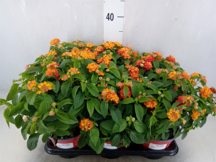 <h4>Lantana camara   ...</h4>