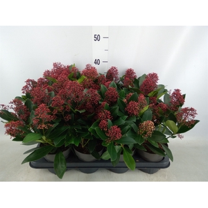 Skimmia jap. 'Rubella'