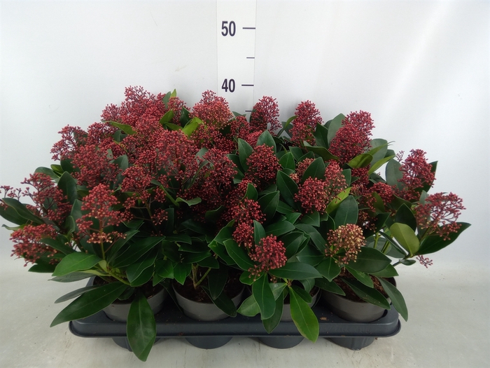 <h4>Skimmia jap. 'Rubella'</h4>