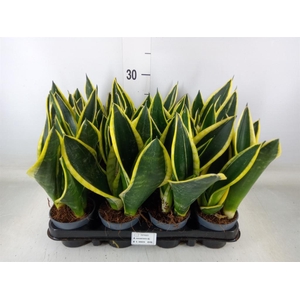 Sansevieria trifa.   ...