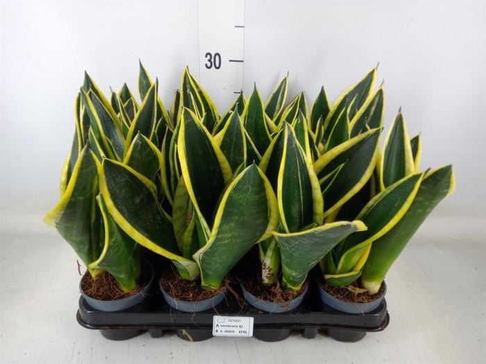 <h4>Sansevieria trifa.   ...</h4>