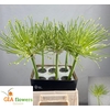 ALLIUM S ARCTIC SNOW