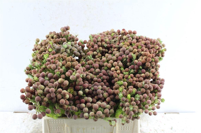 <h4>Kaaps Berz Palacea</h4>