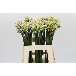 Agapanthus Mix