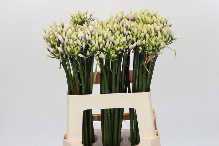 <h4>Agapanthus Mix</h4>