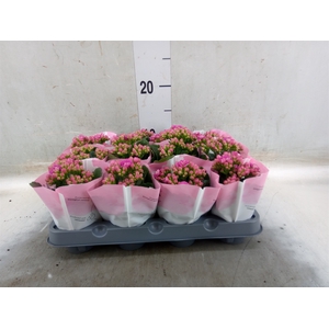 Kalanchoe   ...mini