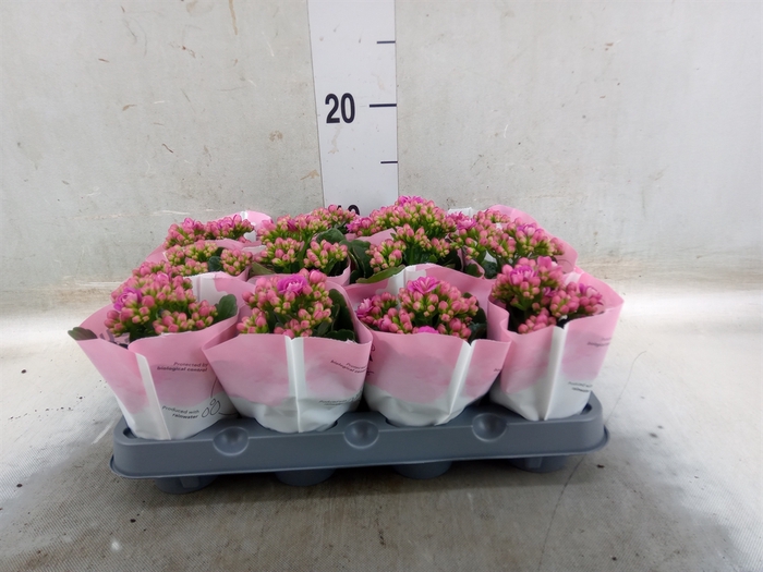 <h4>Kalanchoe   ...mini</h4>