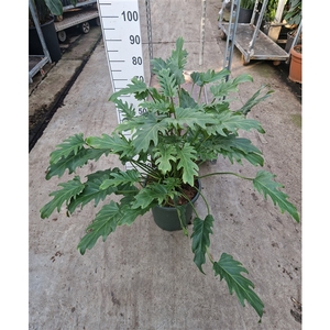 Philodendron Xanadu bush 80