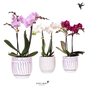 Kolibri Orchids Phalaenopsis mix 2 spike in Granada pot lila mix