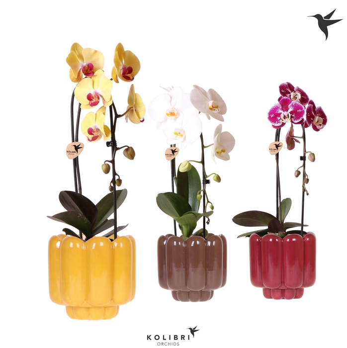 <h4>Kolibri Orchids Cascade Niagara Fall mix 1 spike in Retro pot yellow mix</h4>