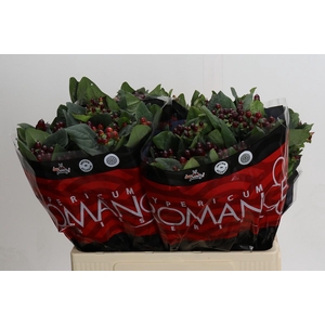 Hypericum Rocky Romance