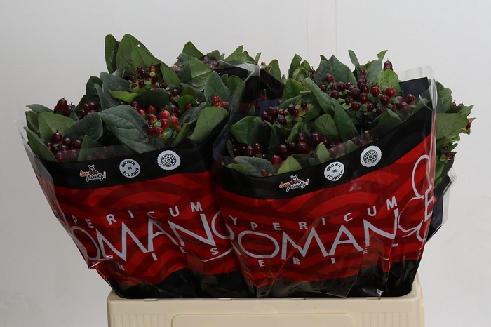 <h4>Hypericum Rocky Romance</h4>