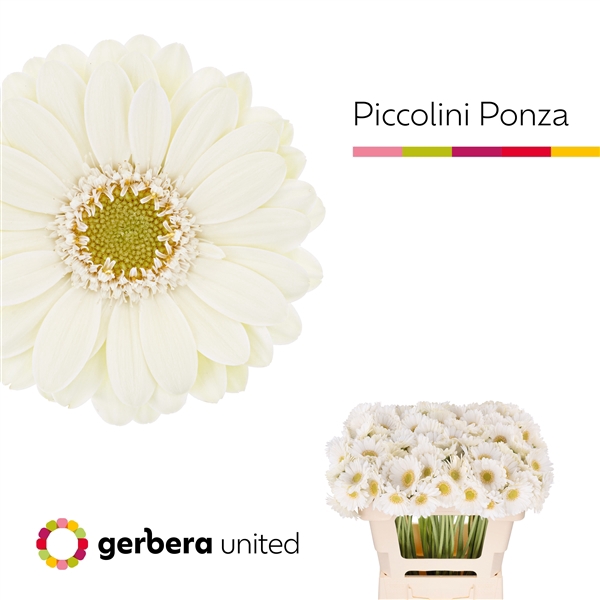 <h4>Ge Mi Piccolini Ponza United</h4>