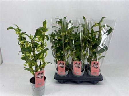 <h4>Dendr N Sc Apollon 3 Branches</h4>