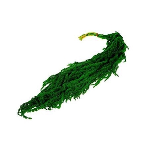 Deco Bunch Amaranthus Groen L90