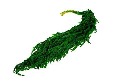<h4>Deco Bunch Amaranthus Groen L90</h4>