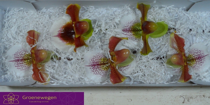 <h4>PAPHIO AM CULTIVARS</h4>