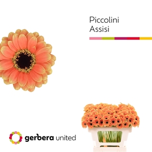 Ge Mi Piccolini Assisi United