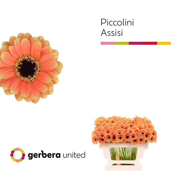 <h4>Ge Mi Piccolini Assisi United</h4>